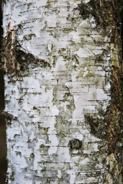 Beyaz ağaç yapısı