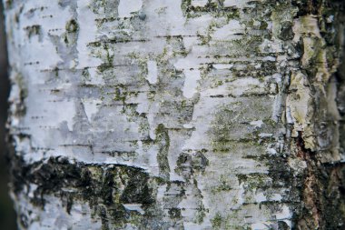 Beyaz Ağaç malzeme yapısı