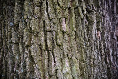 kahverengi ağaç malzeme yapısı