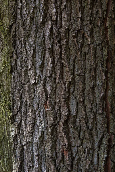 Brown green tree material structure — Stock Photo, Image