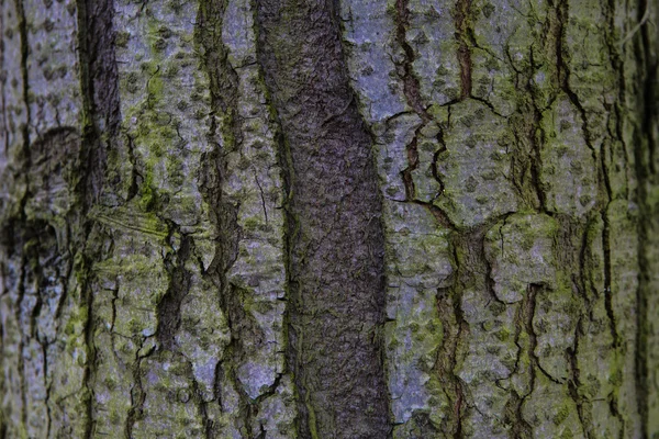 Коричнево-зелёное дерево — стоковое фото