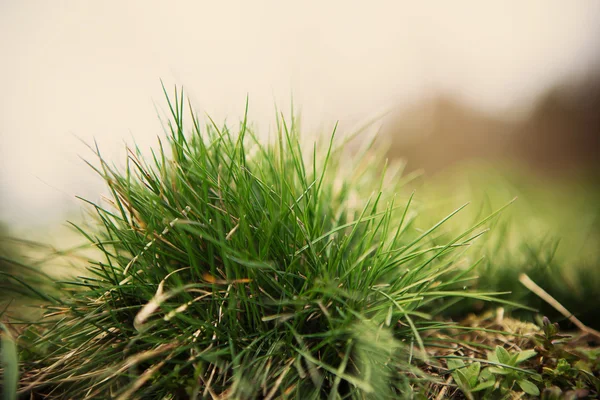 Grünes Gras im Freien Detail — Stockfoto