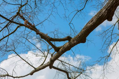 Gökyüzüne kış ağaç dalları