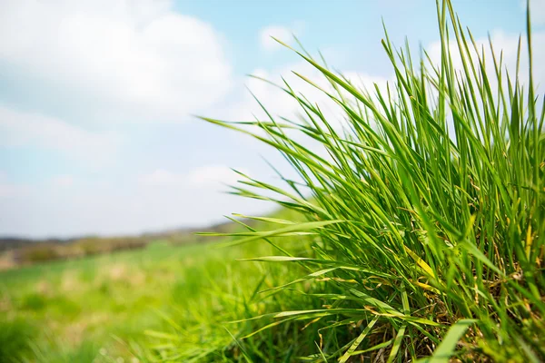 Paesaggio esterno verde erba dettaglio — Foto Stock