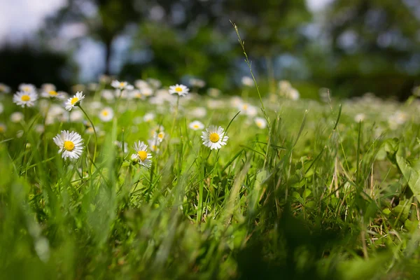 Scena estiva con margherita ed erba — Foto Stock