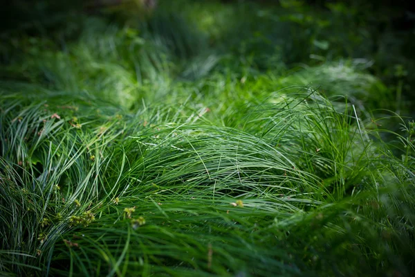 Outdoor green grass detail — Stock Photo, Image