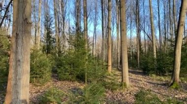 Romantik sonbahar orman yaprakları