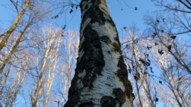 Romantik sonbahar orman yaprakları