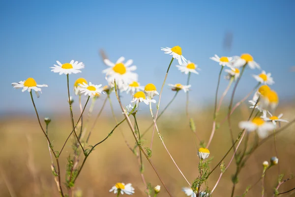 Scène d'été avec marguerite et ciel — Photo