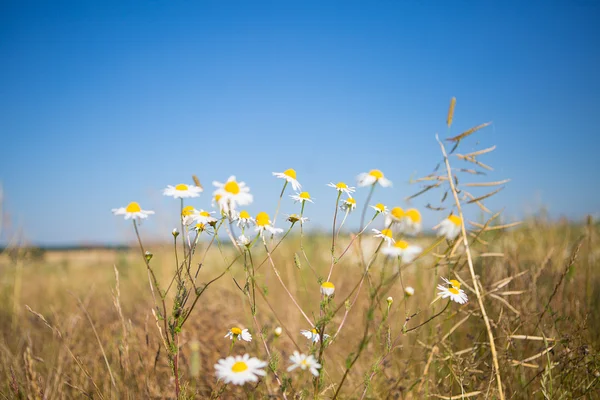 Scène d'été avec marguerite — Photo