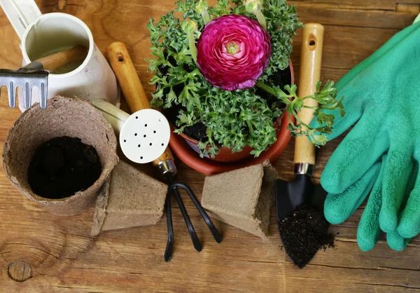 Concept de jardinage - fleur de buttercup dans un pot et des outils de jardin — Photo