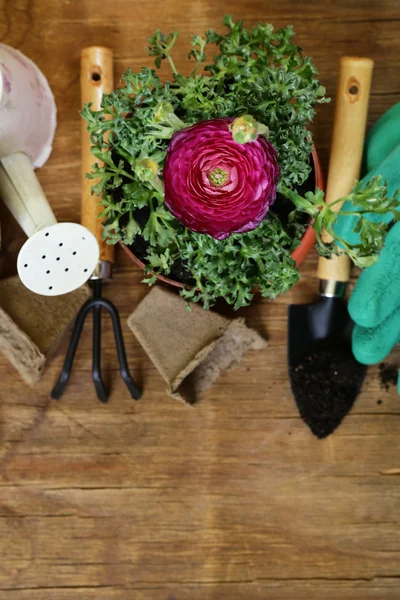 Gardening concept - buttercup flower in a pot and garden tools — Stock Photo, Image