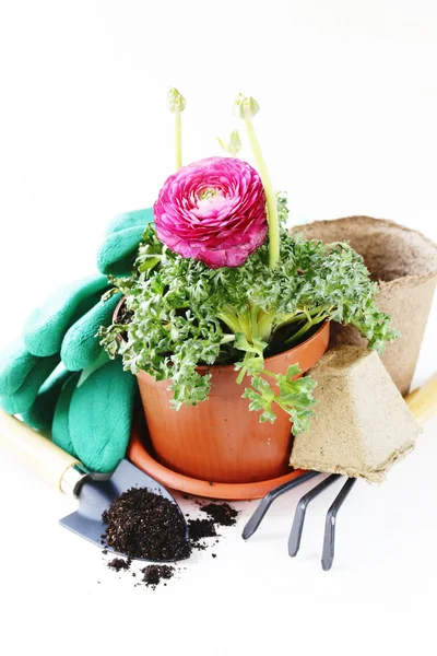 Kertészeti koncepció - a buttercup virág egy edénybe, és a kerti szerszámok — Stock Fotó