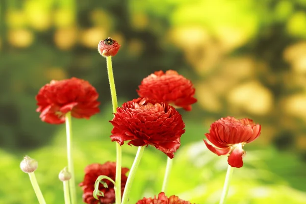 Krásný jarní Pryskyřník (ranunculus) květy červené a žluté — Stock fotografie