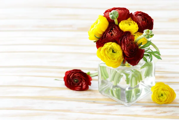 Beautiful spring buttercup (ranunculus) flowers red and yellow — Stock Photo, Image