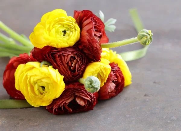 Piękna wiosna Jaskier (ranunculus) kwiaty czerwone i żółte — Zdjęcie stockowe