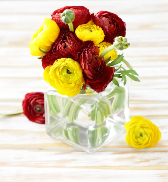 Piękna wiosna Jaskier (ranunculus) kwiaty czerwone i żółte — Zdjęcie stockowe