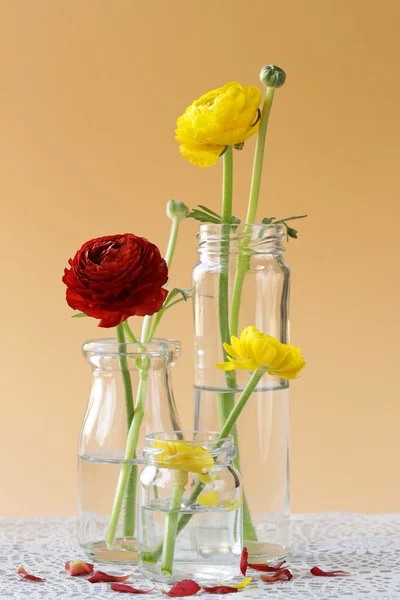 Vacker vår smörblomma (ranunculus) blommor röd och gul — Stockfoto