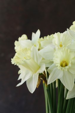 çelik bir arka plan üzerinde sarı çiçekler nergis bahar