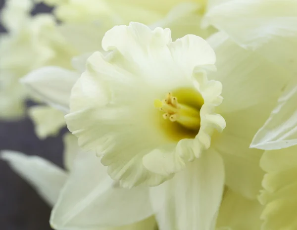 Kevät keltaiset kukat narsissit teräspohjalla — kuvapankkivalokuva