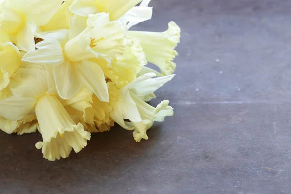 Çelik bir arka plan üzerinde sarı çiçekler nergis bahar — Stok fotoğraf