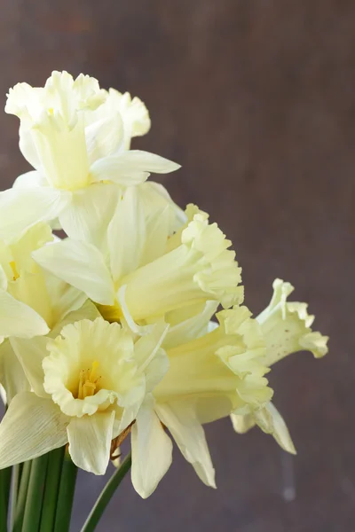 Primavera flores amarelas narcisos em um fundo de aço — Fotografia de Stock