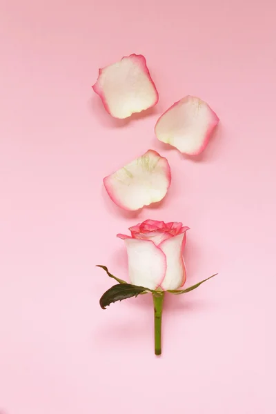 Pembe Gül, yaprakları ve çiçekleri ile kompozisyon — Stok fotoğraf