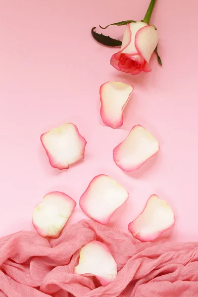 Composition with pink roses, petals and flowers — Stock Photo, Image