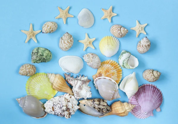 Travel concept pattern made of variety of sea shells — Stock Photo, Image