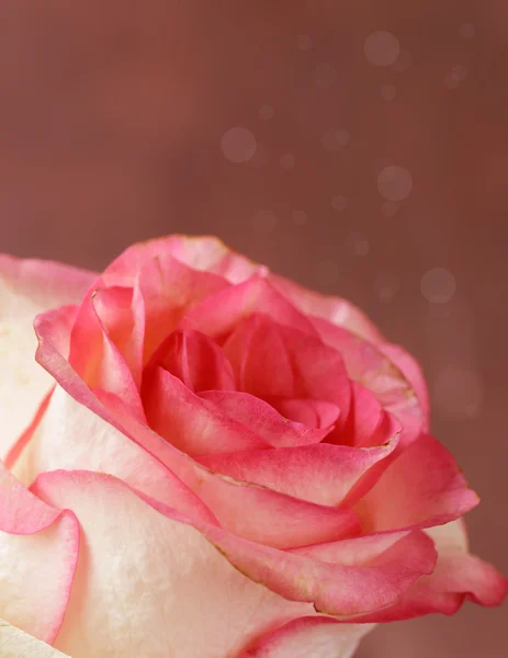 Composition with pink roses, petals and flowers — Stock Photo, Image