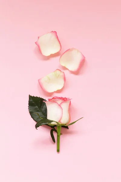 Composition with pink roses, petals and flowers — Stock Photo, Image