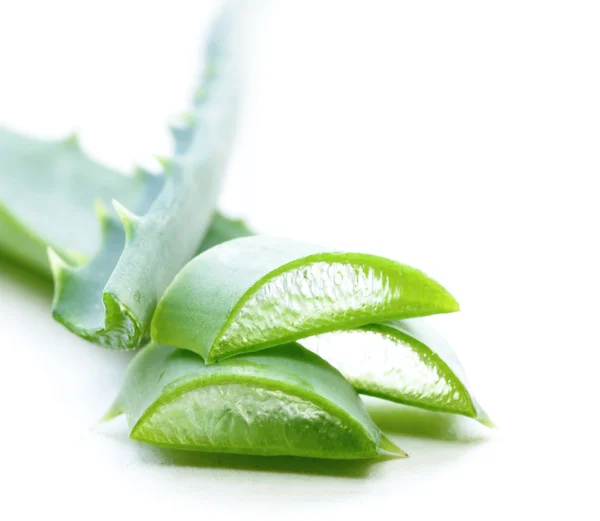 Fresh green medicinal aloe beauty — Stock Photo, Image