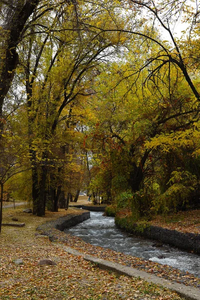 Paysage Automne Avec Rivière Arbres Jaunes — Photo