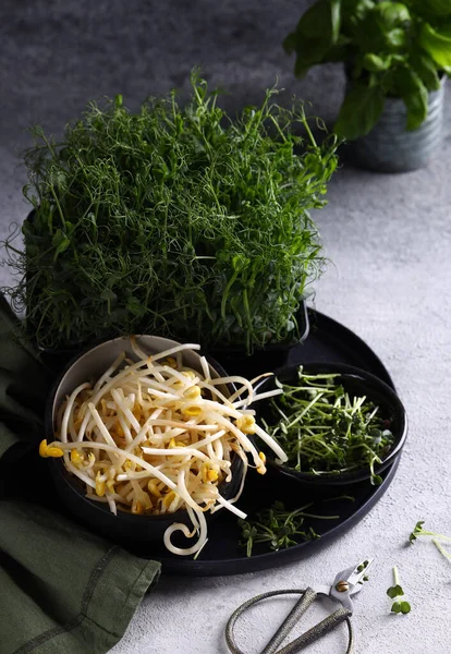 健康な豆を食べる Microgreen — ストック写真