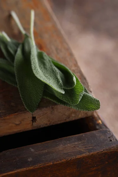 Fresh Organic Green Herb Sage — Stock Photo, Image