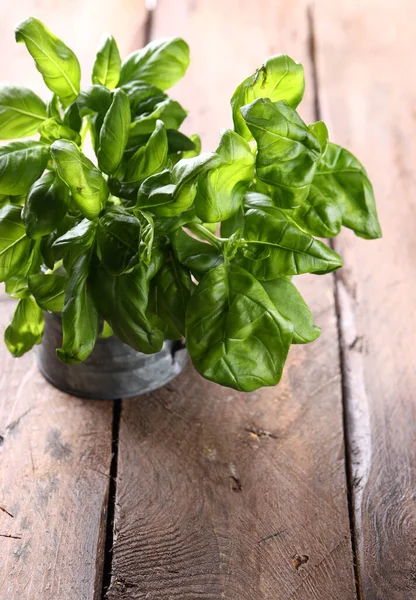Fresh Green Basil Table — Stock Photo, Image