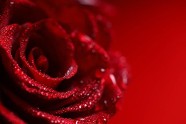 Çiyli kırmızı çiçek, makro shot.