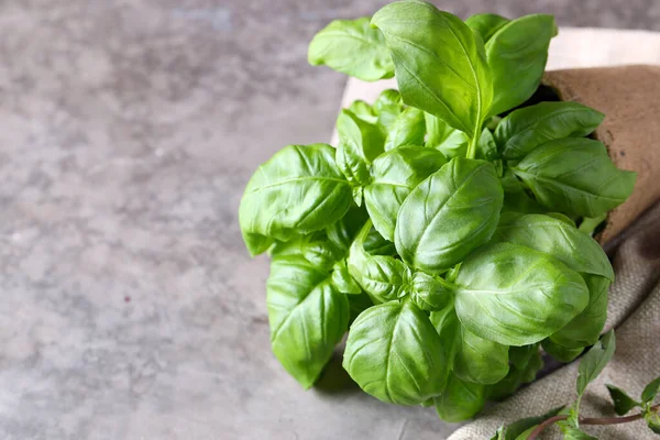 Fresh Ripe Organic Green Basil — Stock Photo, Image