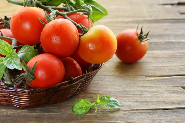 Branch of fresh organic  tomatoes with green basil on wooden background — Stock Photo, Image