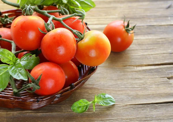 Gren av färska ekologiska tomater med grön basilika på trä bakgrund — Stockfoto