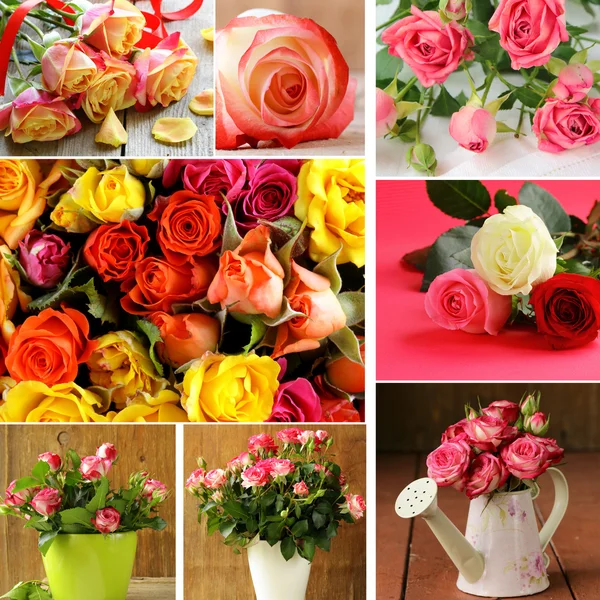 Conjunto de variedades diferentes belas flores rosas — Fotografia de Stock