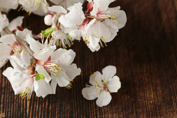 Spring blossom (oriental cherry, apple tree) on wooden table — Stock Photo, Image