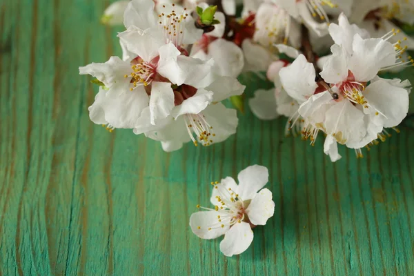 Flor de primavera (cereja oriental, macieira) na mesa de madeira — Fotografia de Stock