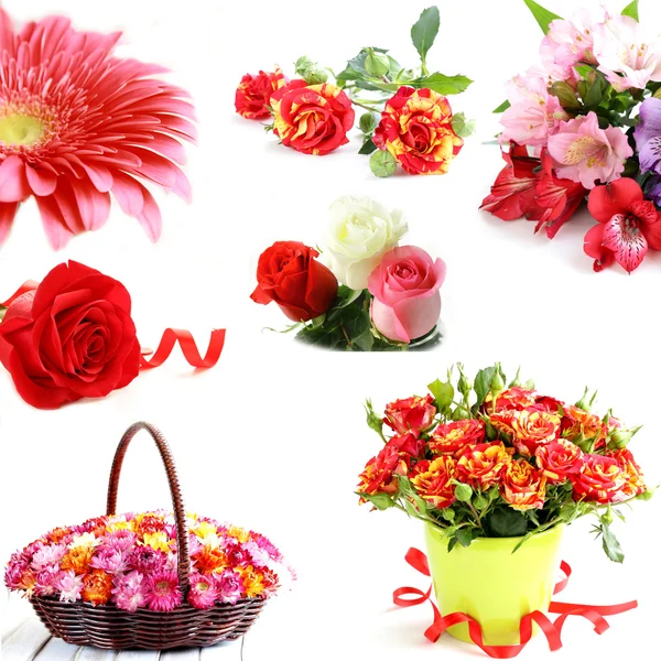 Collage aus verschiedenen Blumen auf weißem Hintergrund — Stockfoto