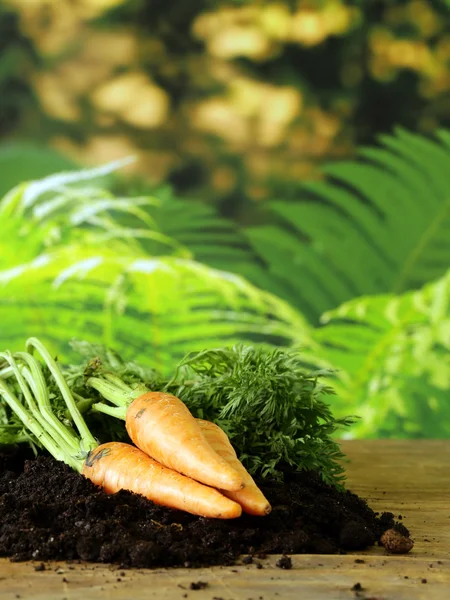 Ripe organic carrots with green leaves on the ground — Stock Photo, Image