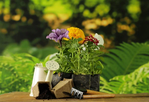 Garden flowers, tools (rake, shovel, watering can) — Stock Photo, Image