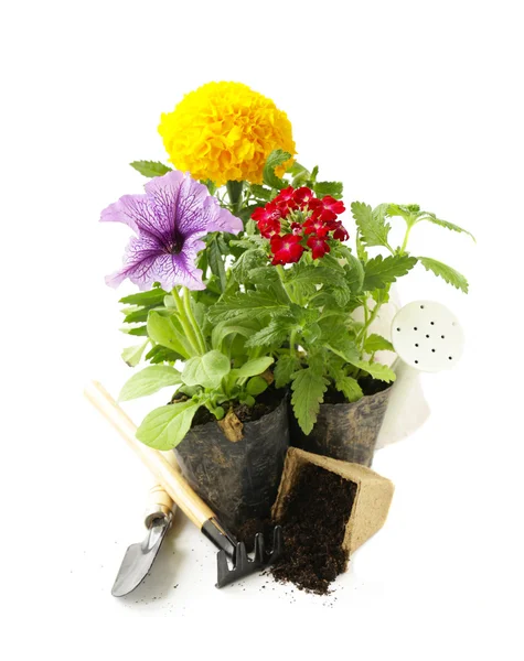 Garden flowers, tools (rake, shovel, watering can) — Stock Photo, Image