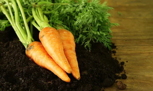 Zanahorias orgánicas maduras con hojas verdes en el suelo — Foto de Stock