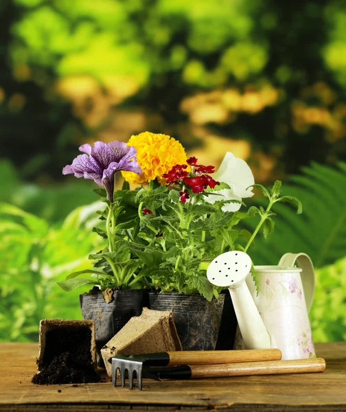 Flores do jardim, ferramentas (ancinho, pá, regador) sobre fundo verde natural — Fotografia de Stock