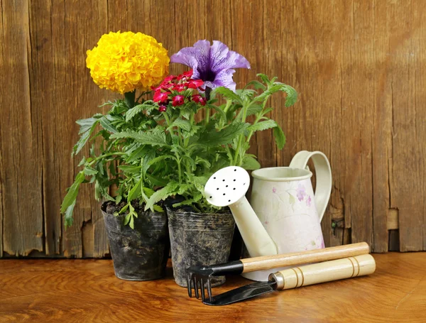 Garden flowers, tools (rake, shovel, watering can) — Stock Photo, Image